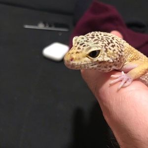 Meet your Posher, Kyle